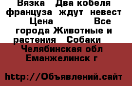  Вязка ! Два кобеля француза ,ждут  невест.. › Цена ­ 11 000 - Все города Животные и растения » Собаки   . Челябинская обл.,Еманжелинск г.